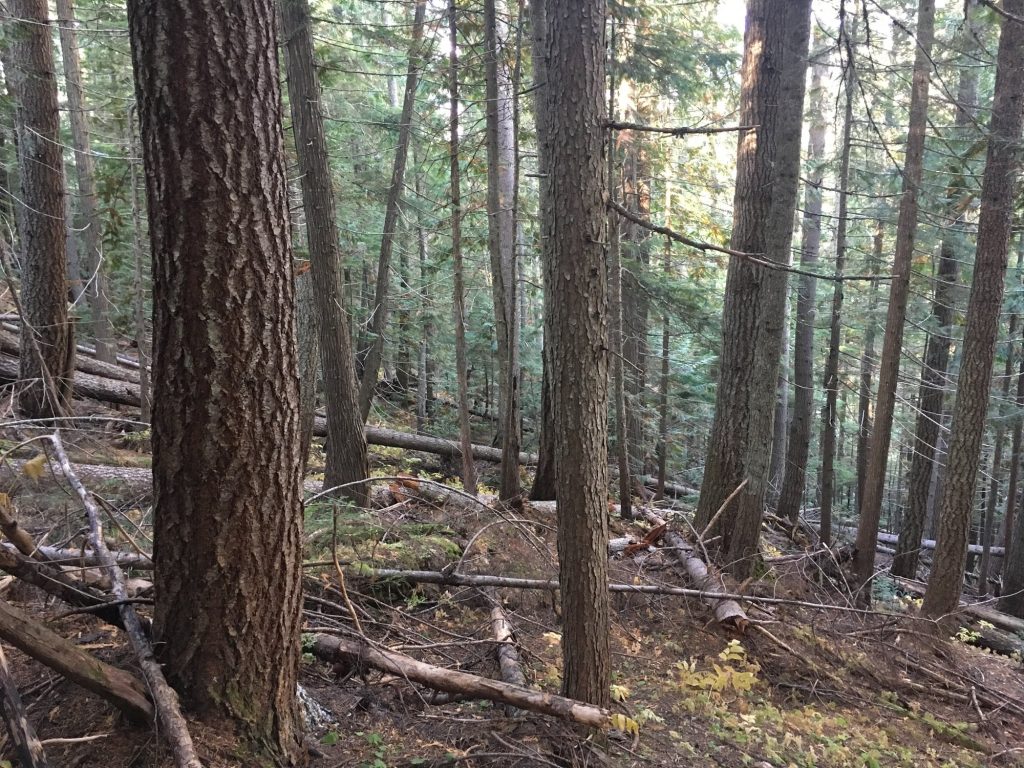 timber block
