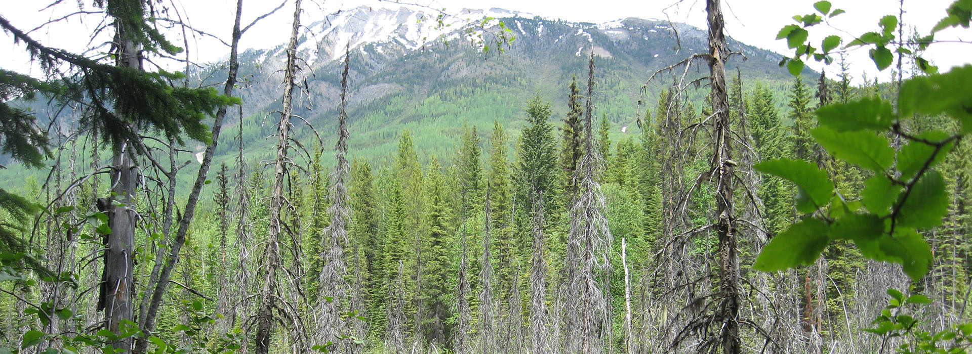 lush forest