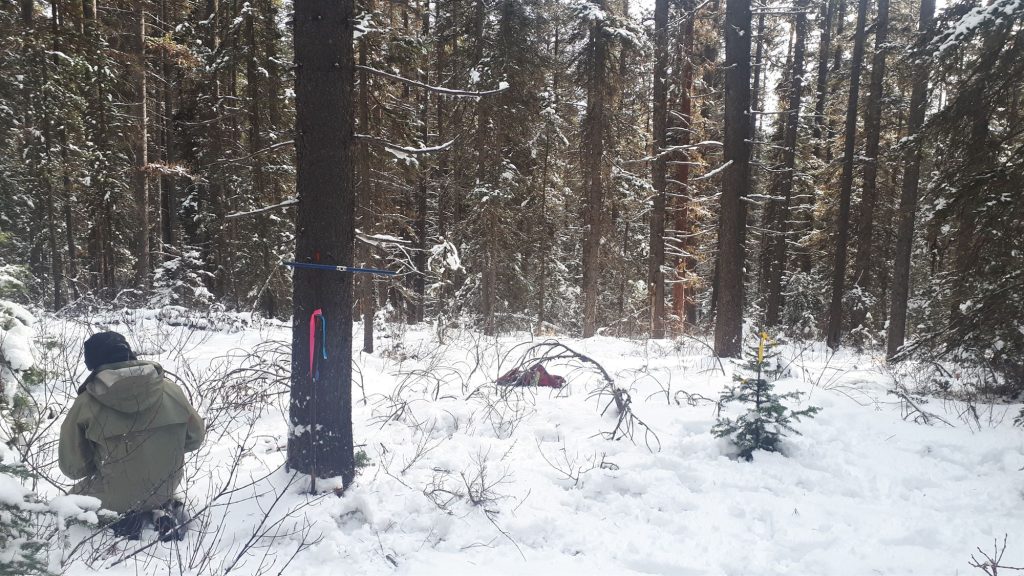 woodlot management timber cruising