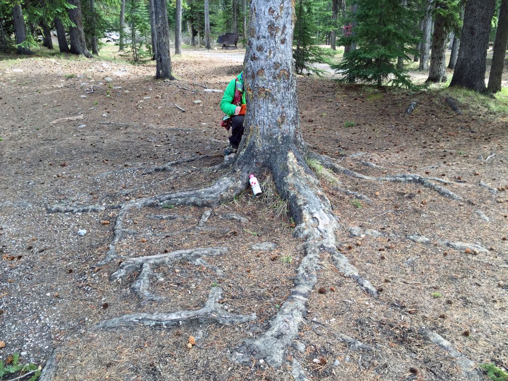 wood pest management