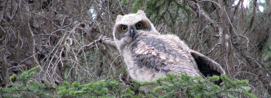 white owl