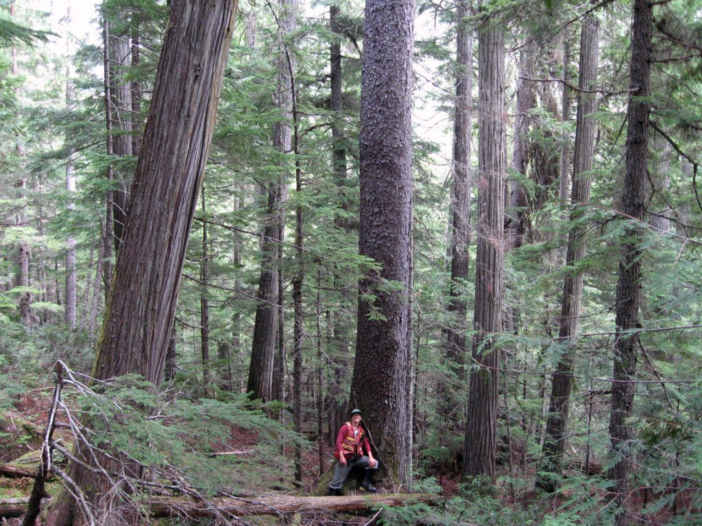 woodlot management