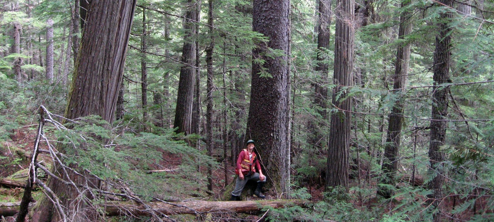 woodlot management
